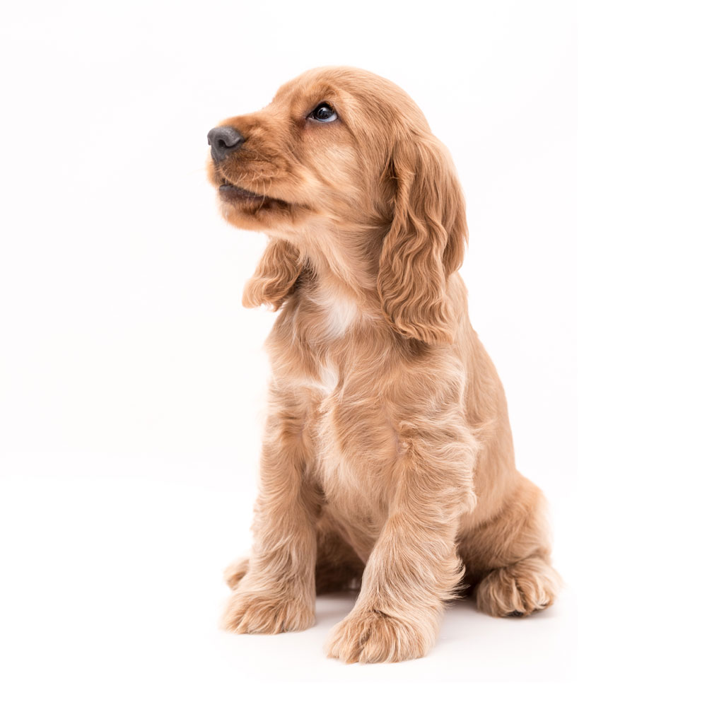 Cute brown puppy on white background