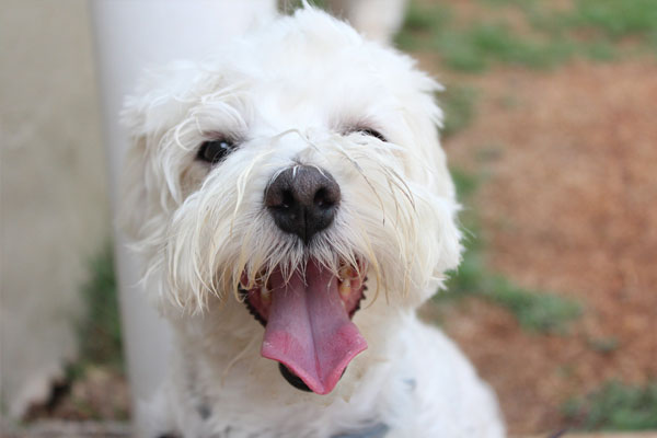 White dog looking at camera