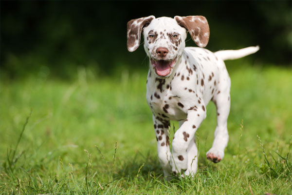 Cute puppy walking on grass