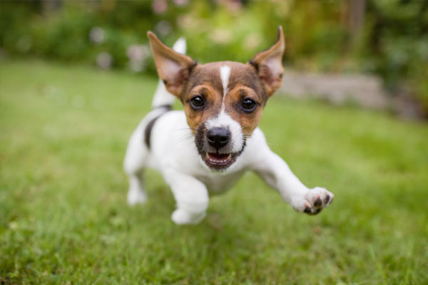 Cute puppy running on grass