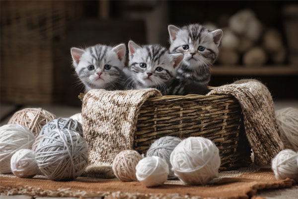 Cute Kittens in basket