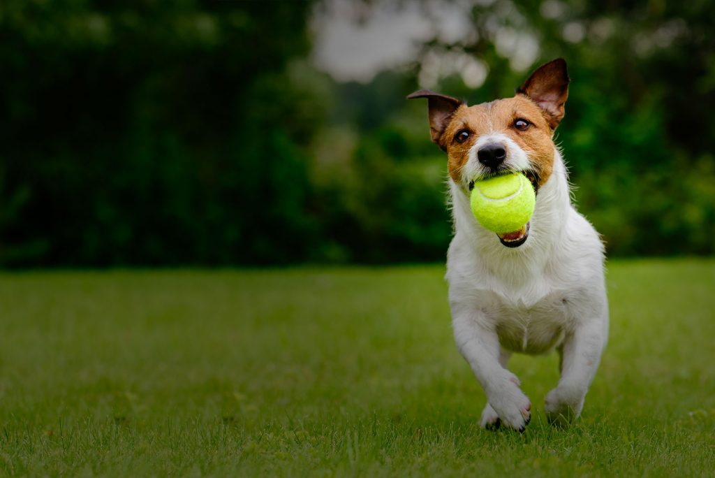 bg456 Vet In New Rochelle New Rochelle Animal Hospital