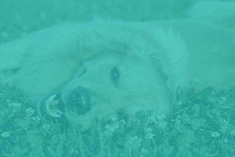 bg4564 Vet In New Rochelle New Rochelle Animal Hospital