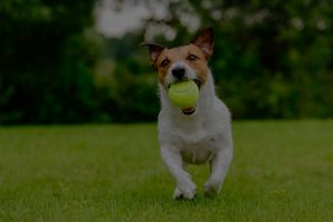 Puppy playing playing with ball in his mouth