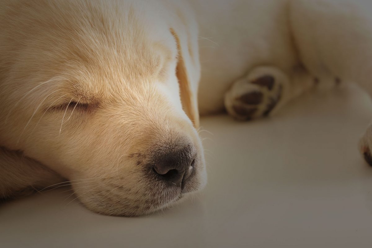 bg_43523 Vet In New Rochelle New Rochelle Animal Hospital