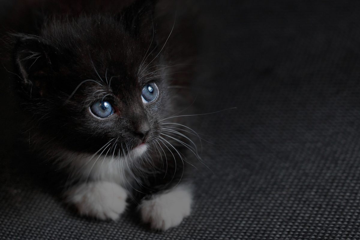 bg_53645 Vet In New Rochelle New Rochelle Animal Hospital