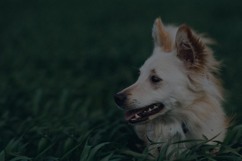 bg_5634 Vet In New Rochelle New Rochelle Animal Hospital