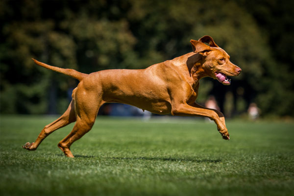 dog running in park