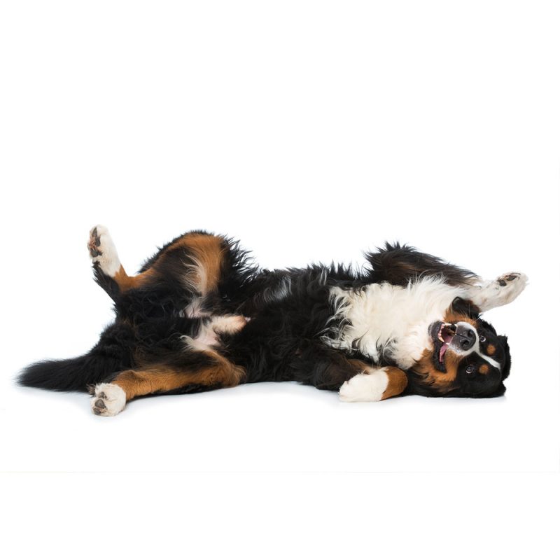 Boarding Vet In New Rochelle New Rochelle Animal Hospital