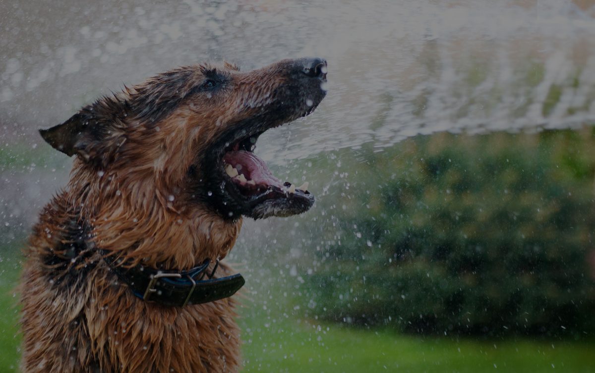 vetcare Vet In New Rochelle New Rochelle Animal Hospital