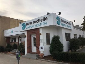 new rochelle vet clinic front