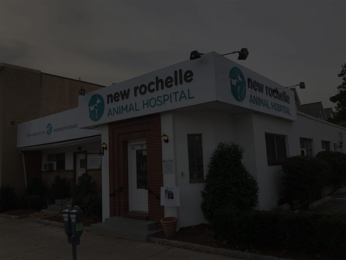 rochellebg Vet In New Rochelle New Rochelle Animal Hospital